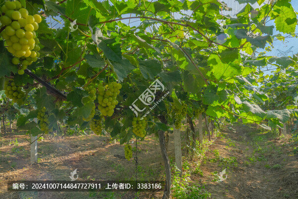 陽光玫瑰葡萄園綠色葡萄種植