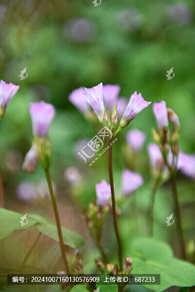 淡紫色的牽牛花