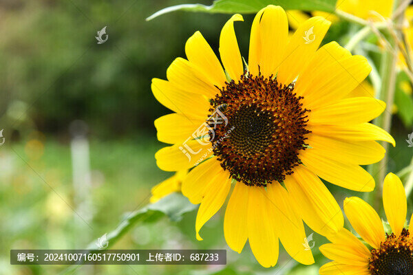 盛開(kāi)的向日葵花