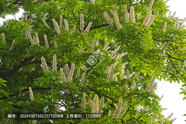 落葉喬木七葉樹