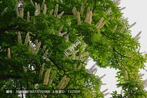 落葉喬木七葉樹