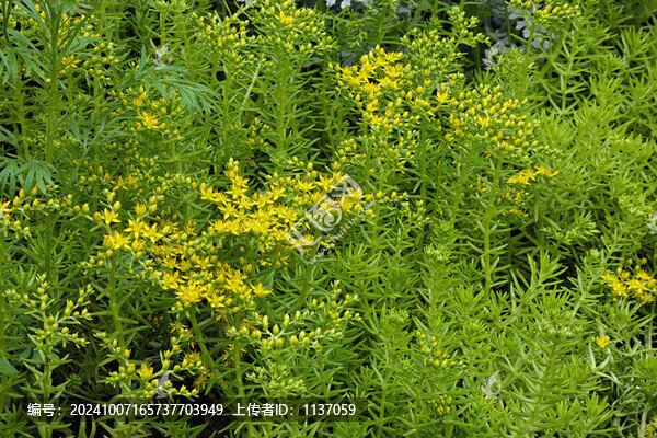 多年生草本植物佛甲草