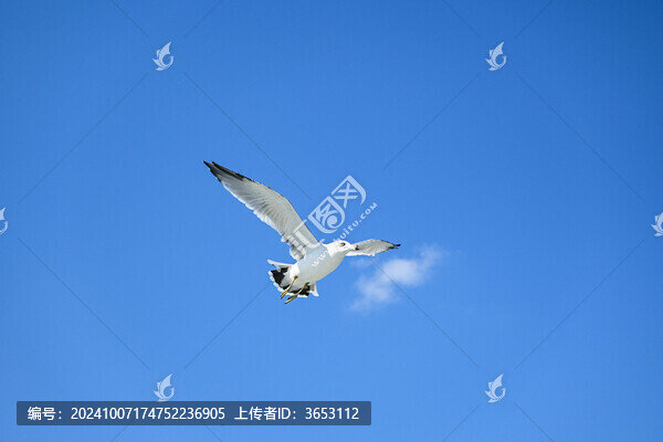 海鷗