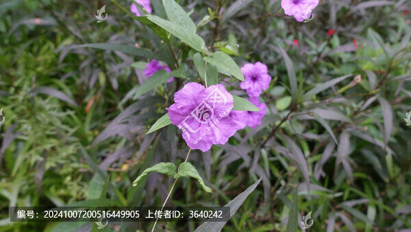 蘭花草
