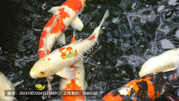 錦鯉