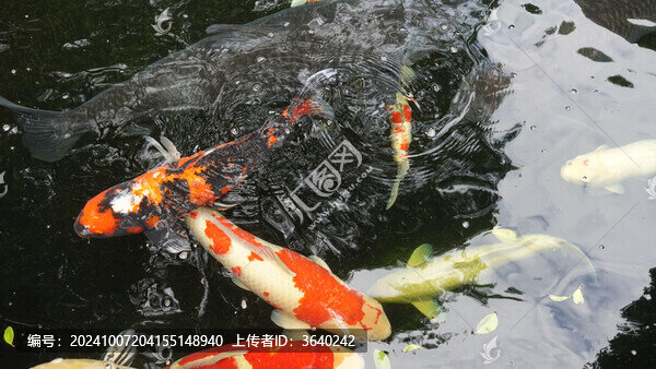 錦鯉