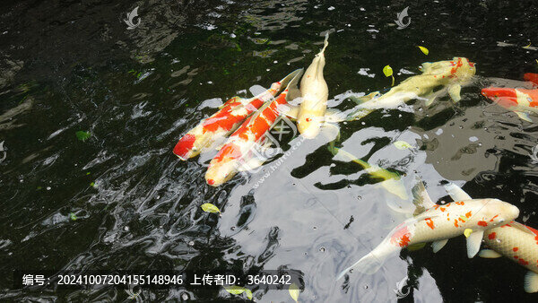 錦鯉