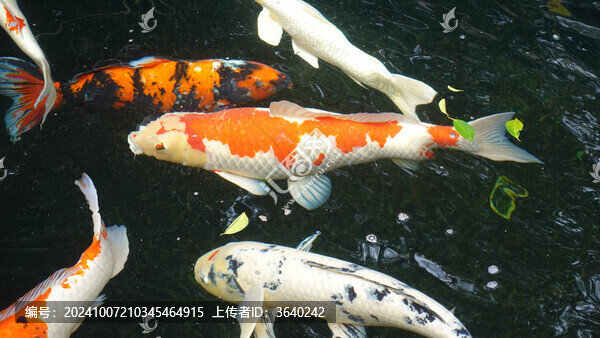 魚