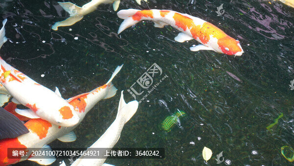 錦鯉