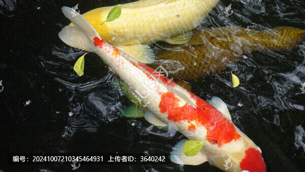錦鯉
