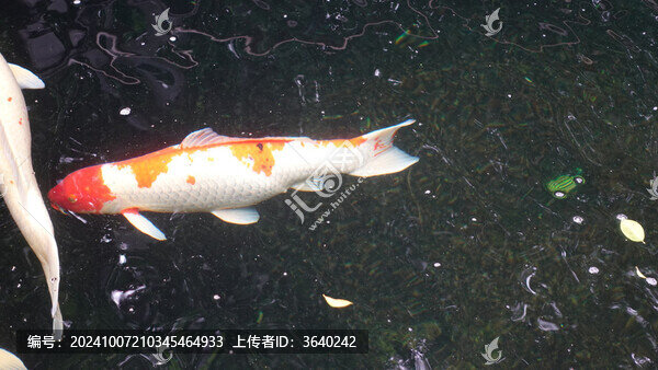錦鯉