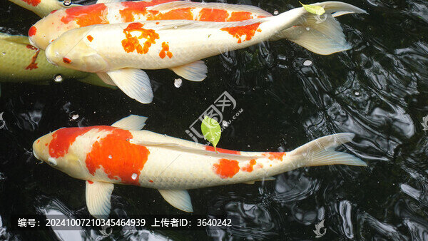 錦鯉