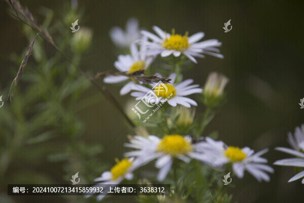 狗娃花