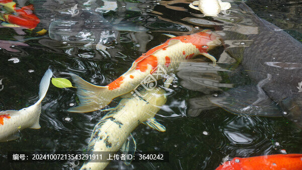 錦鯉