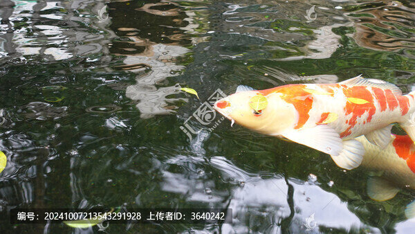 錦鯉
