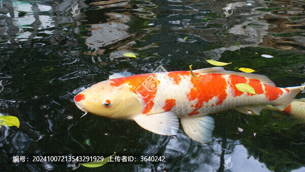 錦鯉