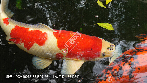 錦鯉