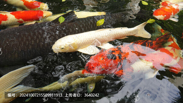 錦鯉