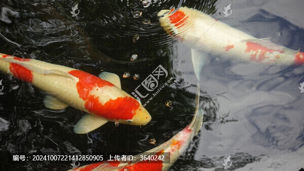 觀賞魚(yú)