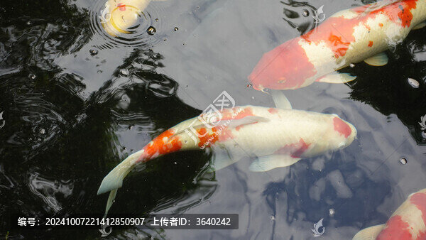 觀賞魚