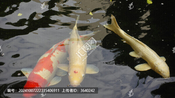 錦鯉