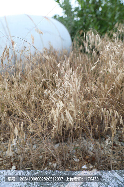 干枯雜草