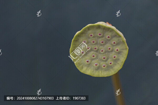 蓮蓬