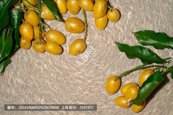新鮮采摘的黃皮