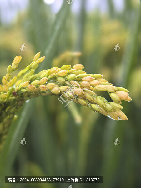 青澀雨天稻穗