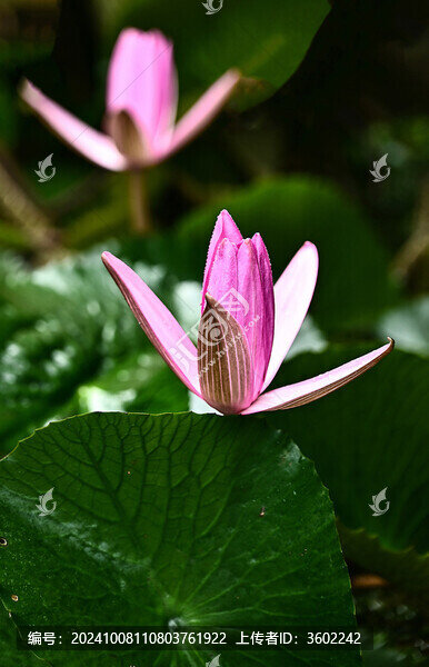 秋日盛開(kāi)的睡蓮花