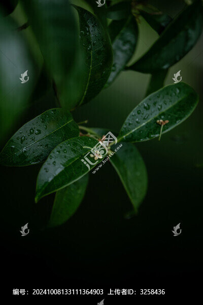 桂花盛開(kāi)