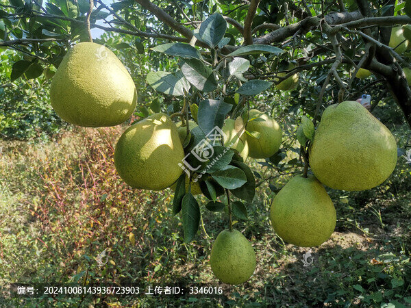 柚子樹