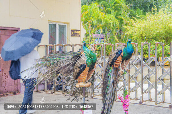 勐泐大佛寺景區(qū)的兩只孔雀