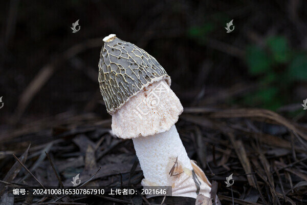 竹蓀
