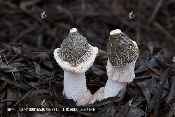 竹蓀