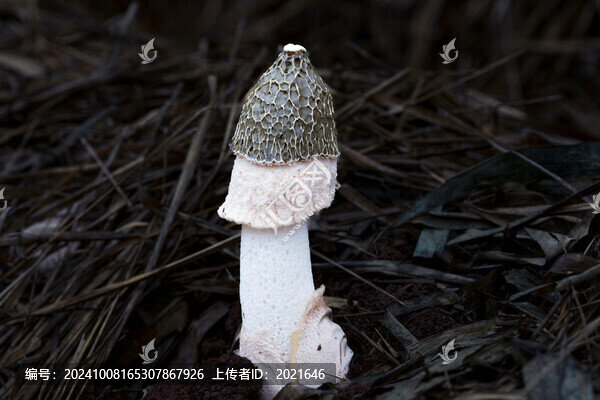 竹蓀