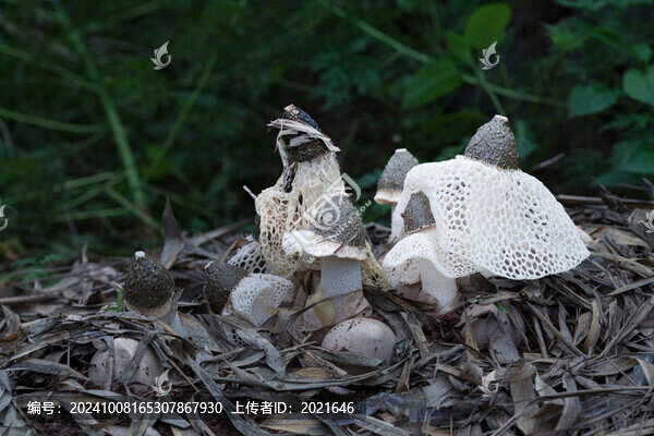 野生竹蓀