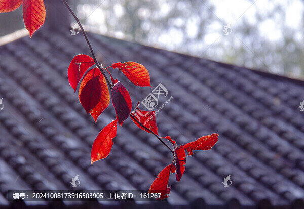 紅葉知深秋