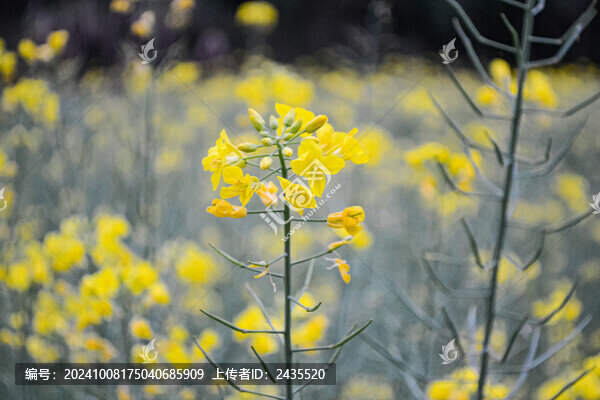 婺源梯田油菜花