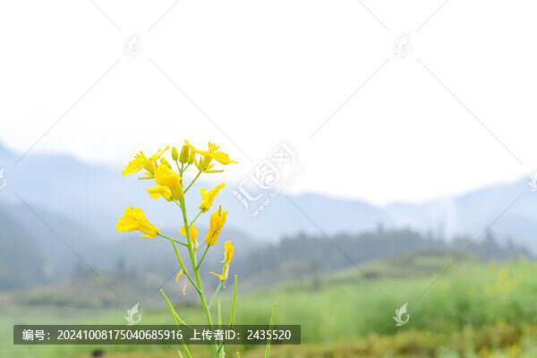 婺源梯田油菜花