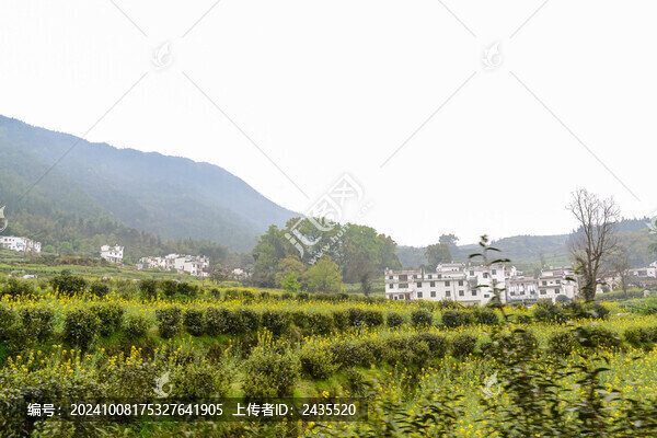 婺源梯田油菜花