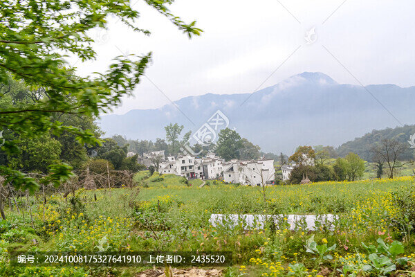 婺源梯田油菜花