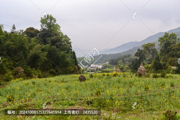 婺源梯田油菜花