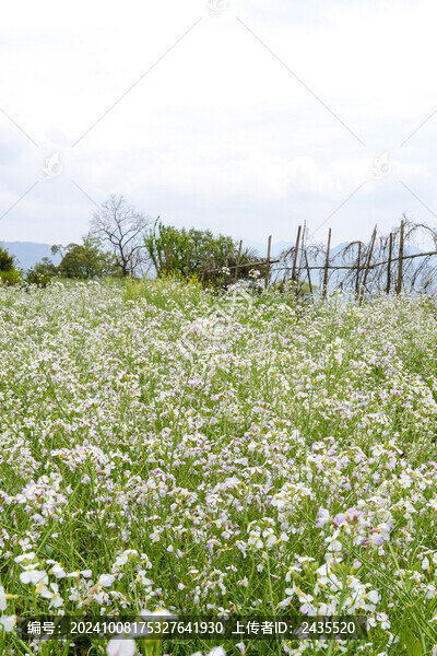 婺源梯田油菜花