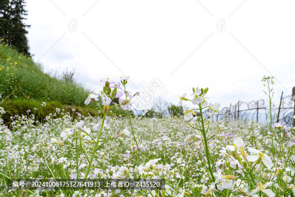 婺源梯田油菜花