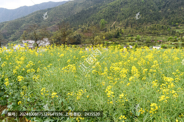 婺源梯田油菜花