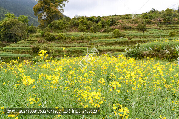 婺源梯田油菜花