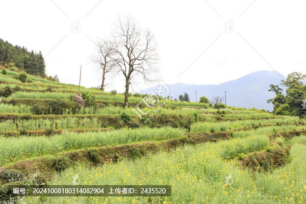 婺源梯田油菜花