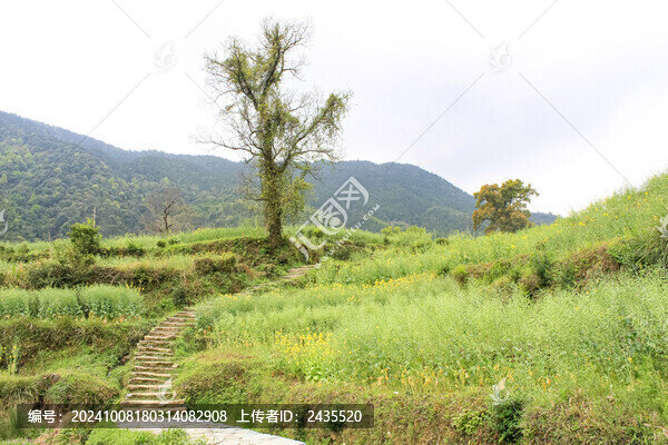 婺源梯田油菜花