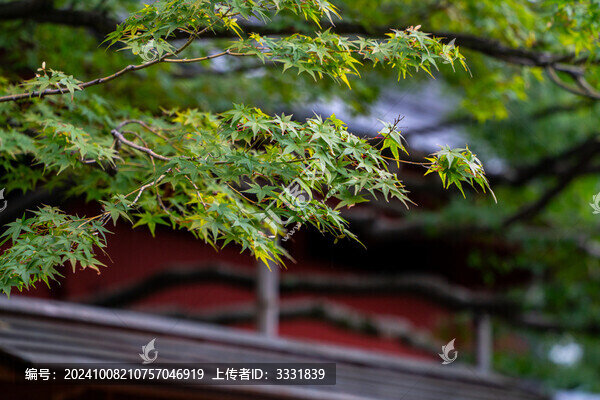 楓葉